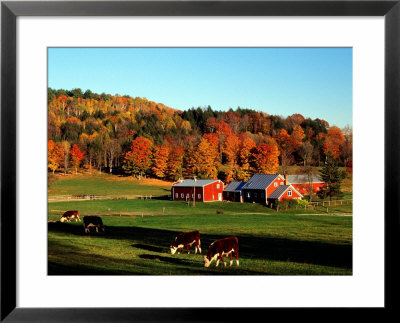 Autumn Colors And Farm Cows, Vermont, Usa by Charles Sleicher Pricing Limited Edition Print image