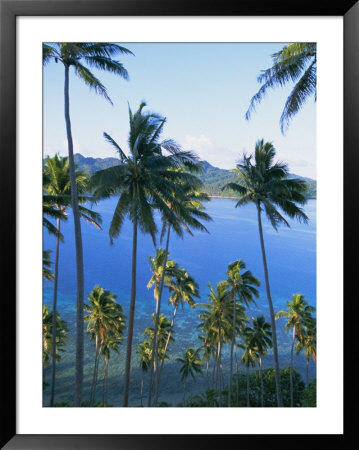 Palm Trees At Matangi Island, Qamea Island In Background, Fiji, South Pacific Islands by Lousie Murray Pricing Limited Edition Print image
