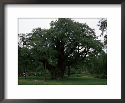 The Major Oak, Sherwood Forest, Nottinghamshire, England, United Kingdom by Jenny Pate Pricing Limited Edition Print image