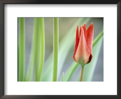 Tulipa Ingens (Tulip), Close-Up Of A Red Flower by Hemant Jariwala Pricing Limited Edition Print image