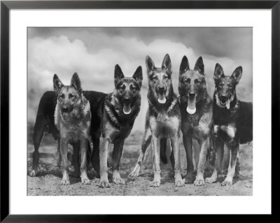 Group Of Mrs Leslie Thornton's Celebrated Southdown Alsatians by Thomas Fall Pricing Limited Edition Print image