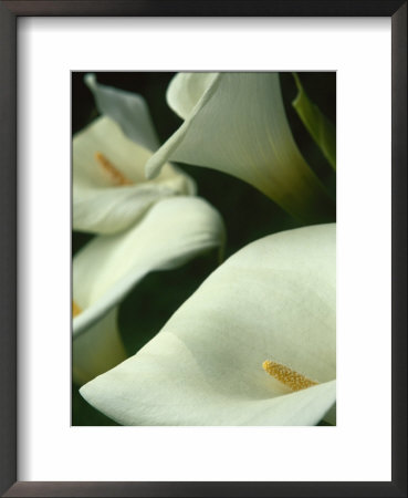 Cala Lilies, Big Sur, California, Usa by Jerry Ginsberg Pricing Limited Edition Print image
