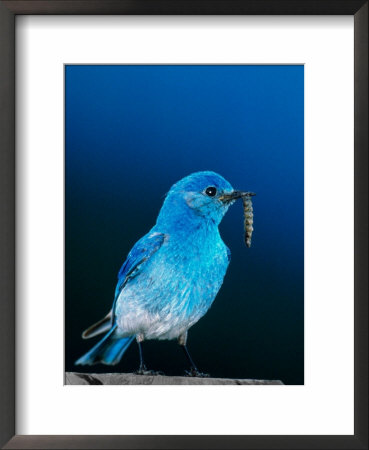 Mountain Bluebird In Yellowstone National Park, Wyoming, Usa by Charles Sleicher Pricing Limited Edition Print image