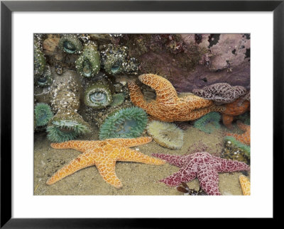 Green Anemones And Sea Stars, Cape Kiwanda State Park, Oregon, Usa by Stuart Westmoreland Pricing Limited Edition Print image