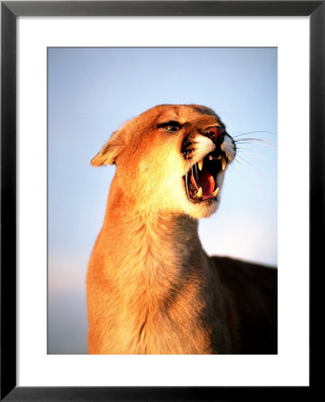 Mountain Lion With Mouth Open, Southwest Us by Amy And Chuck Wiley/Wales Pricing Limited Edition Print image