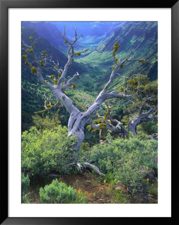 Mountain Mahogany Snags And Sagebrush, Steens Mountain National Recreation Lands, Oregon, Usa by Scott T. Smith Pricing Limited Edition Print image