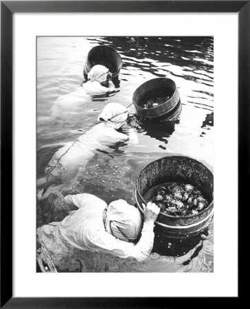 Three Female Mikimoto Pearl Divers With Buckets As They Prepare To Dive Down 20Ft. For Oysters by Alfred Eisenstaedt Pricing Limited Edition Print image
