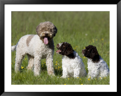 Dog And Two Puppies by Thorsten Milse Pricing Limited Edition Print image