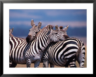 Burchell's Zebra, Masai Mara, Kenya by Dee Ann Pederson Pricing Limited Edition Print image
