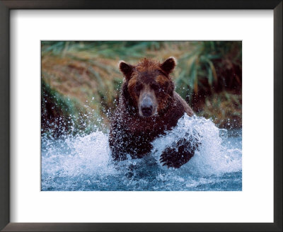 Alaskan Brown Bear In Katmai National Park, Alaska, Usa by Charles Sleicher Pricing Limited Edition Print image