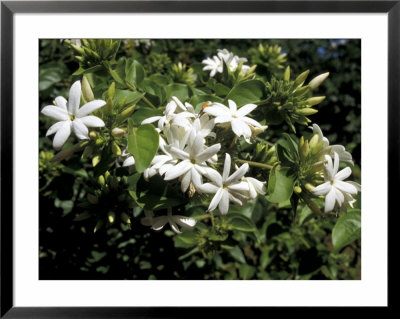 Jasmine Flowers In Bloom, Madagascar by Michele Molinari Pricing Limited Edition Print image