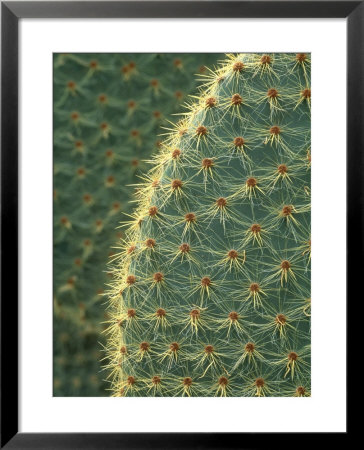 Cactus, Detail, Scotland by Iain Sarjeant Pricing Limited Edition Print image