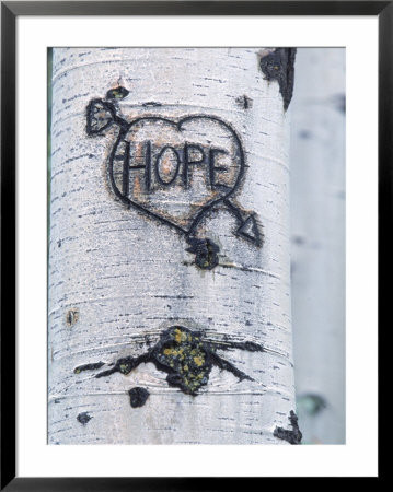Carving On Tree, Routt National Forest, Aspen, Co by Robert Franz Pricing Limited Edition Print image