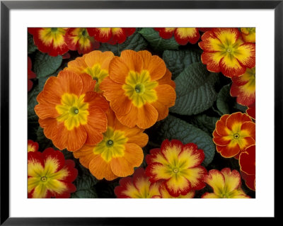 Orange Primroses Pattern, Washington, Usa by Jamie & Judy Wild Pricing Limited Edition Print image