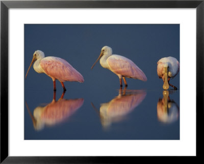 Flock Of Roseate Spoonbills, Myakka River State Park, Florida, Usa by Maresa Pryor Pricing Limited Edition Print image