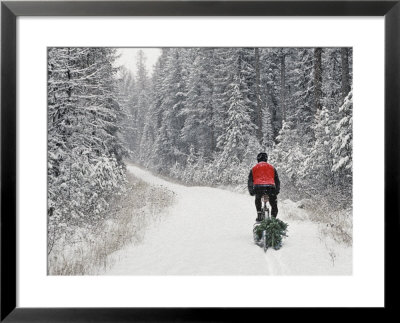 Mountain Biker Bringing Home The Family Christmas Tree, Whitefish, Montana, Usa by Chuck Haney Pricing Limited Edition Print image