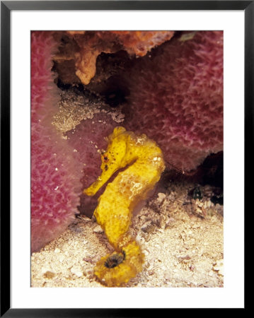 Lined Sea Horse by Georgienne Bradley Pricing Limited Edition Print image