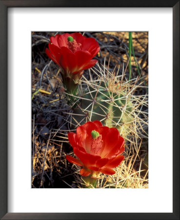 Claret Cup Cactus, Monument Canyon, Colorado National Monument, Colorado, Usa by Jerry & Marcy Monkman Pricing Limited Edition Print image