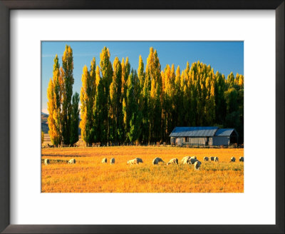 Farmland, Maniototo, Central Otago, New Zealand by David Wall Pricing Limited Edition Print image