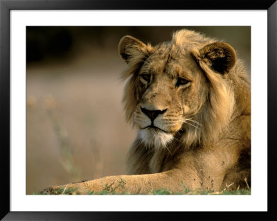 Lioness, Rare Maned Female, Okavango Delta, Botswana by Pete Oxford Pricing Limited Edition Print image