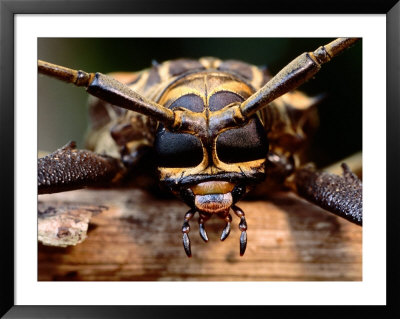 Harelquin Of Cayena Beetle (Acrocinus Longimanus), Soberania National Park, Panama by Alfredo Maiquez Pricing Limited Edition Print image