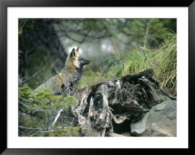 Gray Fox, Mt. Rainer, Washington by Frank Siteman Pricing Limited Edition Print image