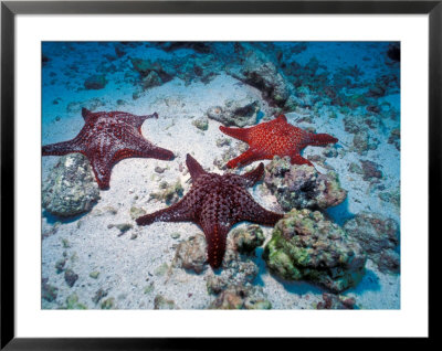 Sea Stars, Hood Island, Galapagos Islands, Ecuador by Jack Stein Grove Pricing Limited Edition Print image