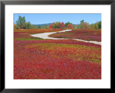 Blueberry Barrens, Maine, Usa by Julie Eggers Pricing Limited Edition Print image