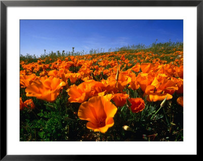 Field Of California Poppies, Usa by Nicholas Pavloff Pricing Limited Edition Print image