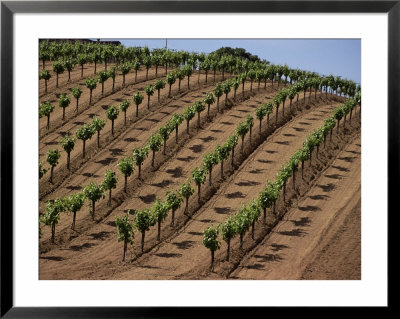 Vineyard, Napa Valley, California, Usa by Doug Traverso Pricing Limited Edition Print image