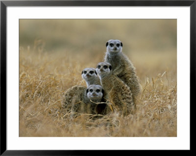 Meerkats (Suricates) (Suricata Suricatta), Greater Addo National Park, South Africa, Africa by Steve & Ann Toon Pricing Limited Edition Print image