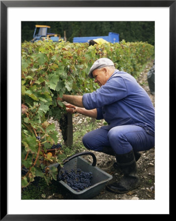 Harvest In The Medoc Vineyards, Margaux, Gironde, Aquitaine, France by Michael Busselle Pricing Limited Edition Print image