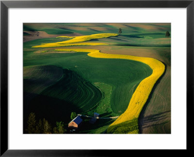 Aerial View Of Canola Fields In Palouse Hills Region, Washington, Usa by Jim Wark Pricing Limited Edition Print image