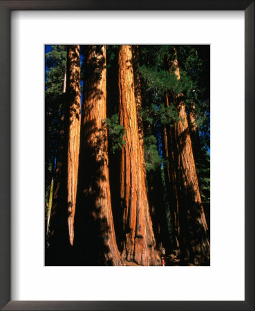 Sequoia Trees And Woman, Sequoia National Park, Usa by Kraig Lieb Pricing Limited Edition Print image