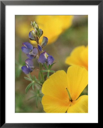 Mexican Poppy, Flowers, Sonora Desert by Patricio Robles Gil Pricing Limited Edition Print image