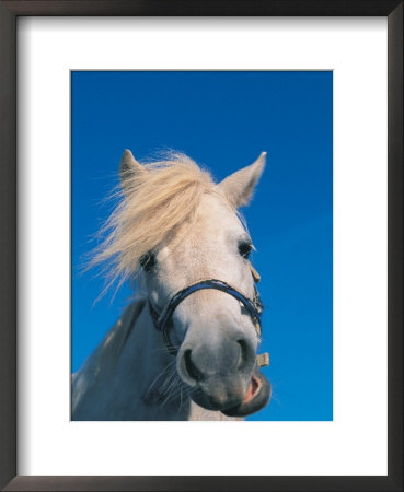 Miniature Horse, Chewing by Lynn M. Stone Pricing Limited Edition Print image