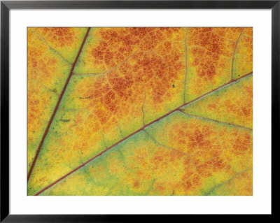 Maple Leaf Detail, Washington, Usa by Jamie & Judy Wild Pricing Limited Edition Print image