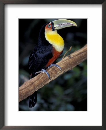 Red Bellied Toucan, Iguasuu Falls, Brazil by Darrell Gulin Pricing Limited Edition Print image
