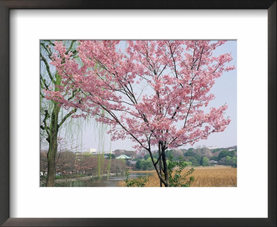 Spring Blossom And Lake At Ueno-Koen Park, Ueno, Tokyo, Japan by Richard Nebesky Pricing Limited Edition Print image