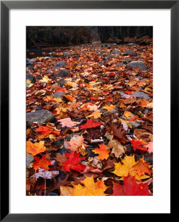 Fall Leaves Create A Patchwork Of Colours, Great Smoky Mountains National Park, Tennessee, Usa by Rob Blakers Pricing Limited Edition Print image