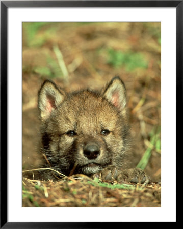 Grey Wolf, Pup At Den In Spring by Daniel Cox Pricing Limited Edition Print image