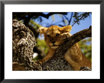 Tree-Climbing Lion, Cub Resting In Tree, Tanzania by Ariadne Van Zandbergen Pricing Limited Edition Print image