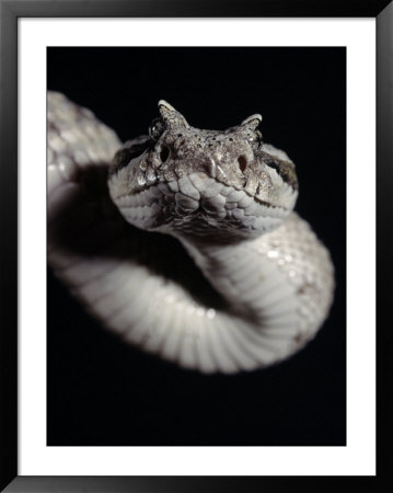 Colorado Desert Sidewinder Rattlesnake by Gary Mcvicker Pricing Limited Edition Print image