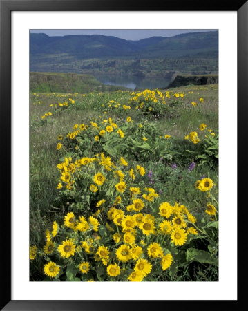 Balsam Root Meadow On Rowena Plateau, Columbia River Gorge, Oregon, Usa by Jamie & Judy Wild Pricing Limited Edition Print image