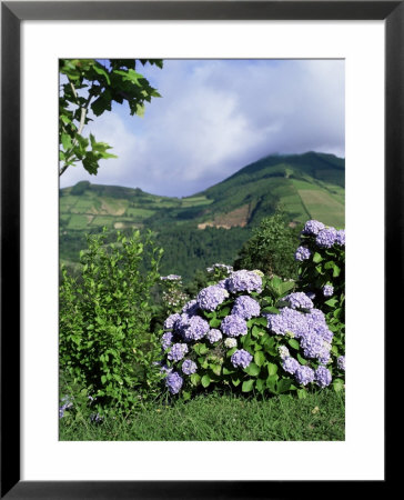 Hydrangeas In Bloom, Island Of Sao Miguel, Azores, Portugal by David Lomax Pricing Limited Edition Print image