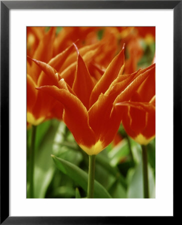 Tulipa Aladdin (Tulip) Close-Up Of Orange And Yellow Flowers by Mark Bolton Pricing Limited Edition Print image