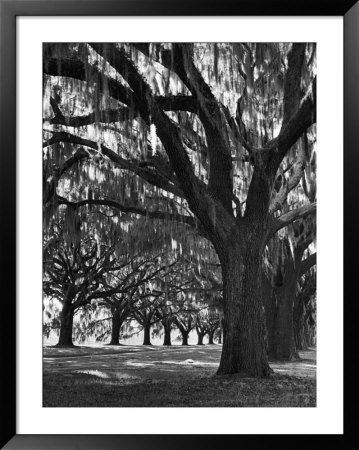 Oak Trees With Spanish Moss Hanging From Their Branches Lining A Southern Dirt Road by Alfred Eisenstaedt Pricing Limited Edition Print image