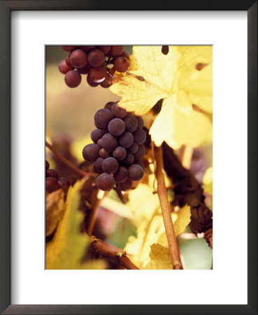 Grapes Growing On A Vine by Fogstock Llc Pricing Limited Edition Print image