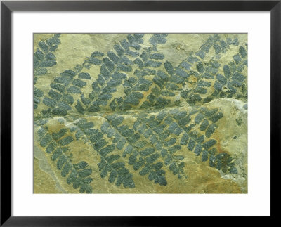 Fern Leaf, Neuropteris Species Carboniferous, Pa, Usa by David M. Dennis Pricing Limited Edition Print image