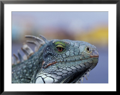 Iguana, Curacao, Caribbean by Greg Johnston Pricing Limited Edition Print image